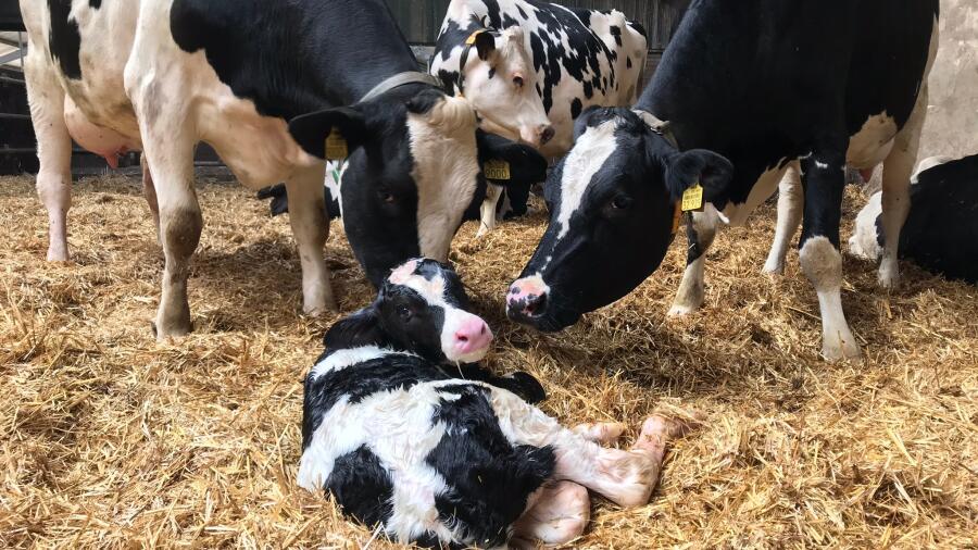Biestkalfjes tekstbord