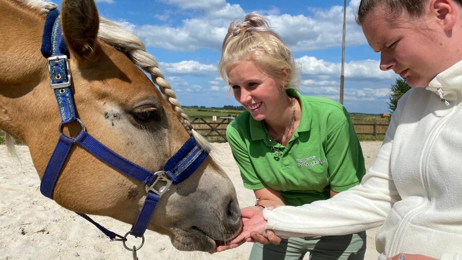 Paarden tekstbord (1)