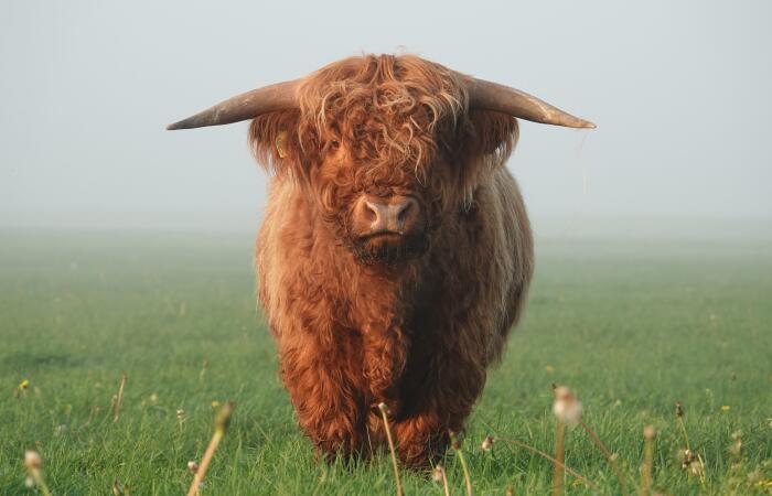 Schotse Hooglanders