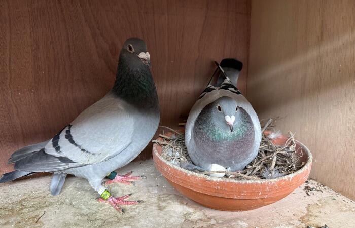 Volièrevogels & postduiven