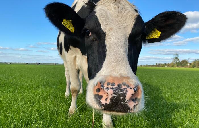 Melkkoeien & kalfjes