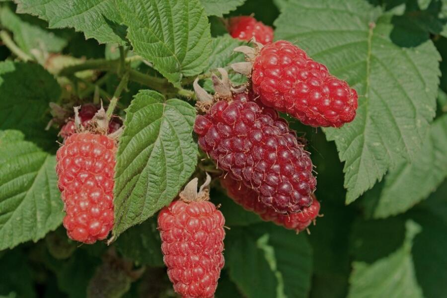 Voedselbos tekstbord braamboos